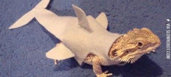 Iguanashark.