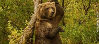 Bear+at+the+Katmai+National+Park%2C+Alaska