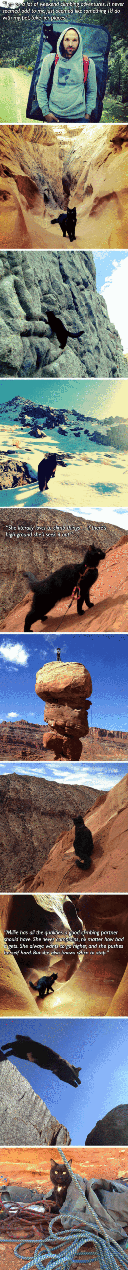 Meet+Millie%2C+the+mountain+climbing+cat.