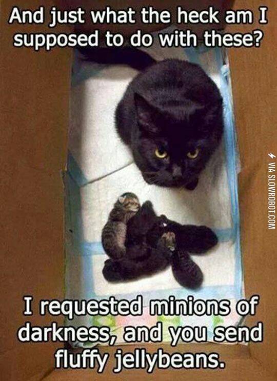 Minions+of+Death+or+Kittens%3F