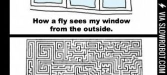 Why+that+pesky+fly+never+goes+back+out+the+window.