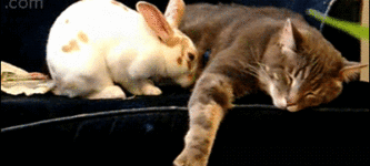 Bunny+cuddles+with+cat