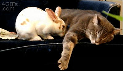 Bunny+cuddles+with+cat