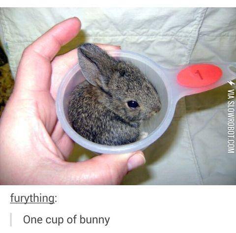 Please+don%26%238217%3Bt+use+the+bunny+in+any+recipes