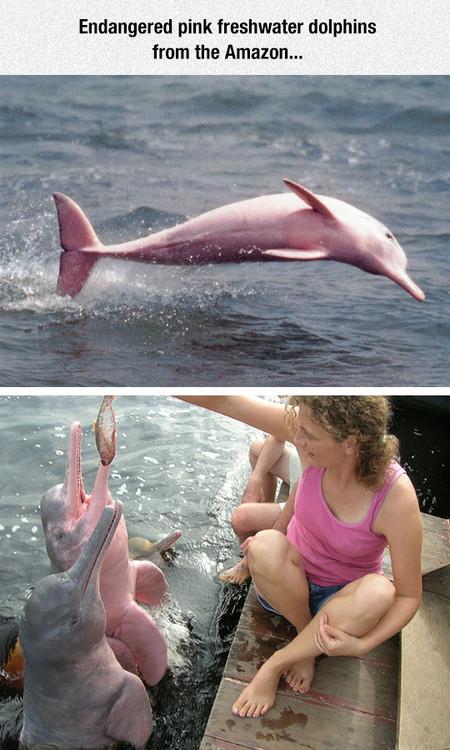 It%26%238217%3Bs+The+Naked+Mole+Rat+Of+The+Whale+World