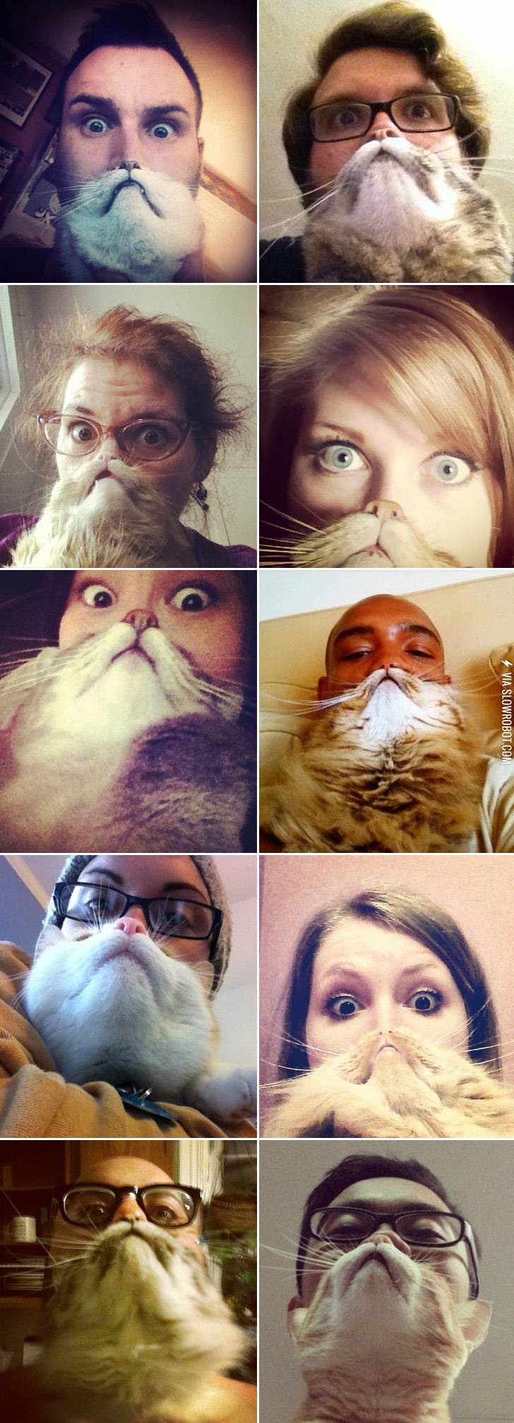 Cat+beards.