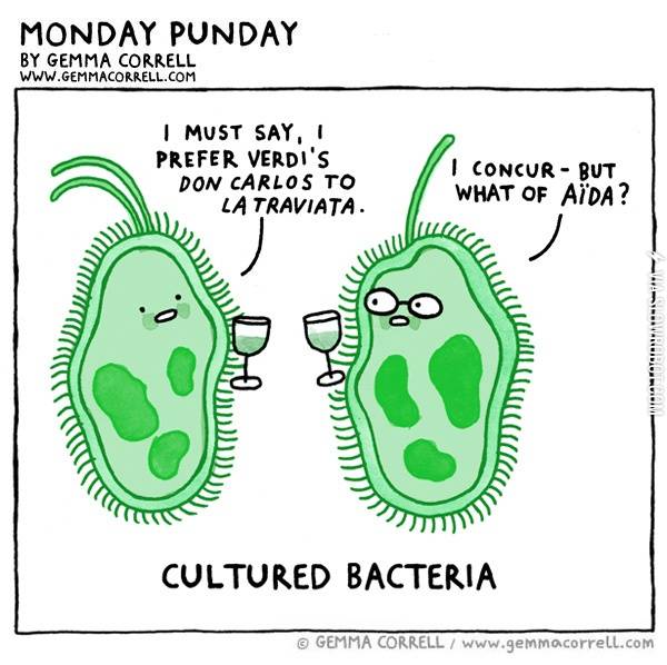 Cultured+Bacteria