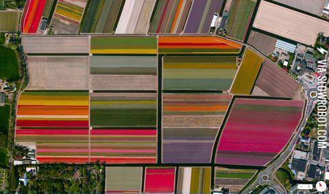 Tulip+fields+in+Netherlands