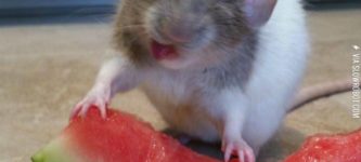 My+rat+tries+watermelon+for+the+first+time%26%238230%3B