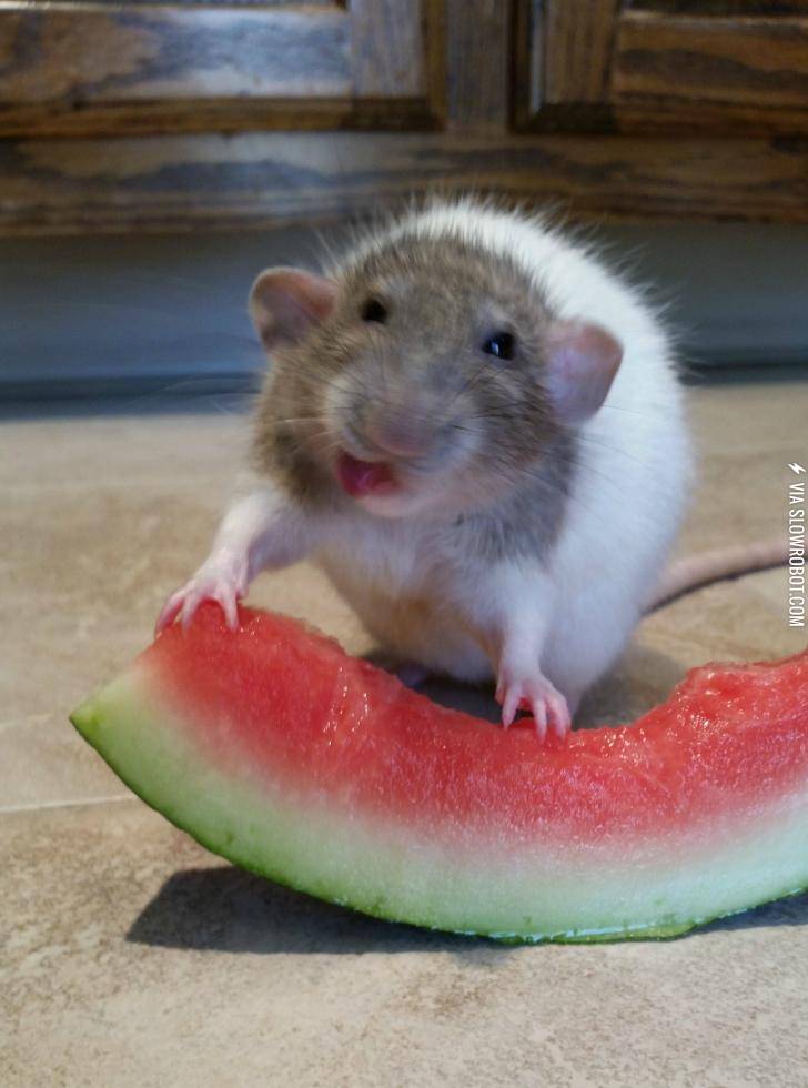 My+rat+tries+watermelon+for+the+first+time%26%238230%3B