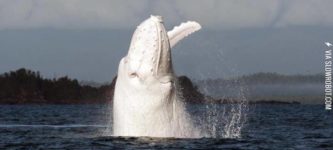 One+of+the+few+albino+whales+on+earth