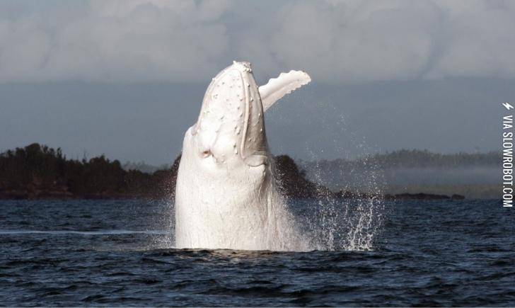 One+of+the+few+albino+whales+on+earth