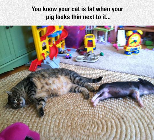 How+You+Know+Your+Cat+Is+Fat