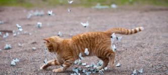 Garry+playing+with+blue+butterflies