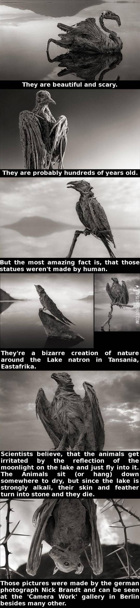 Natural+Animal+Sculptures