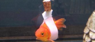Goldfish+%26quot%3Bwheelchair%26quot%3B+for+a+fish+that+had+trouble+staying+upright