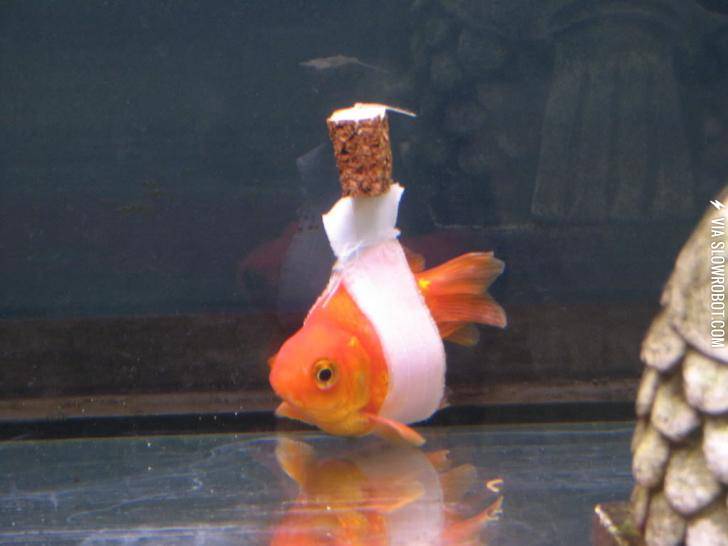 Goldfish+%26quot%3Bwheelchair%26quot%3B+for+a+fish+that+had+trouble+staying+upright