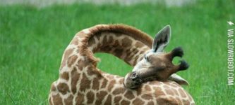 Ever+Seen+A+Giraffe+Sleeping%3F