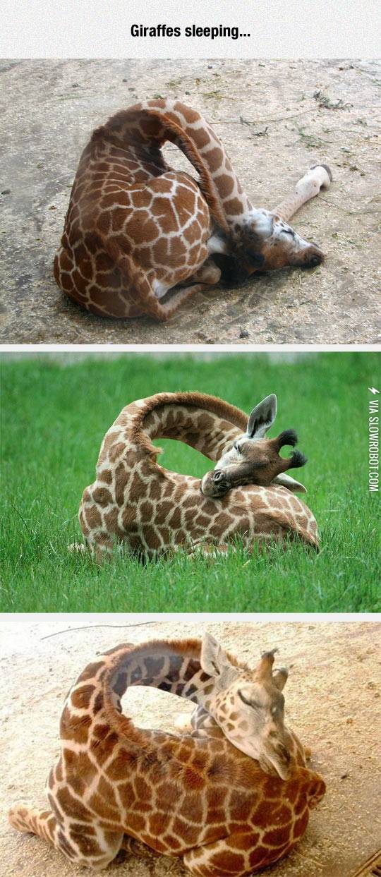 Ever+Seen+A+Giraffe+Sleeping%3F
