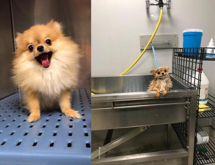 Silly+puppers+is+happy+no+matter+what