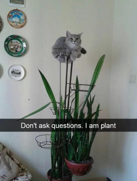 Don%26%238217%3Bt+Ask+Questions.+I+Am+Plant.