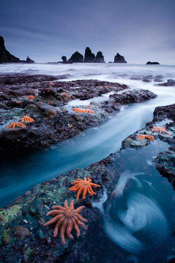 Starfish+Colony%2C+New+Zealand