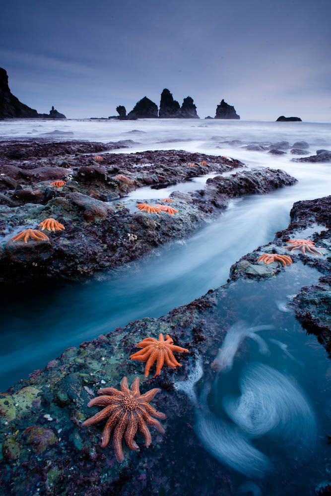 Starfish+Colony%2C+New+Zealand