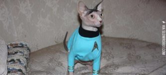 Spock+as+a+cat.