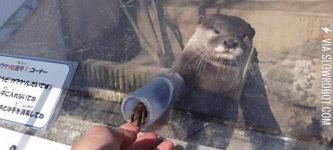 Hi+I%26%238217%3Bm+an+Otter%2C+nice+to+meet+you