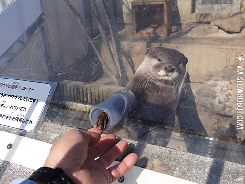 Hi+I%26%238217%3Bm+an+Otter%2C+nice+to+meet+you