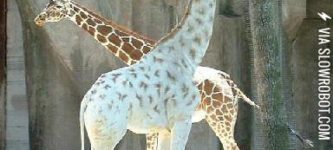 An+albino+giraffe+was+just+shipped+into+our+zoo%21