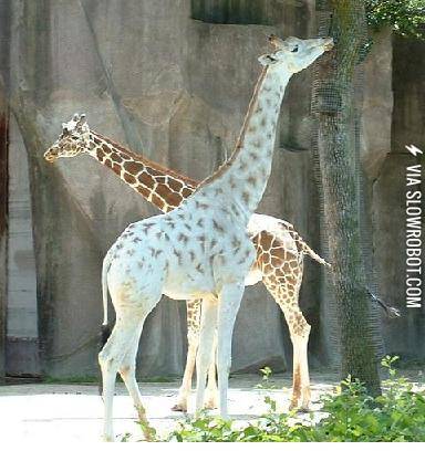 An+albino+giraffe+was+just+shipped+into+our+zoo%21