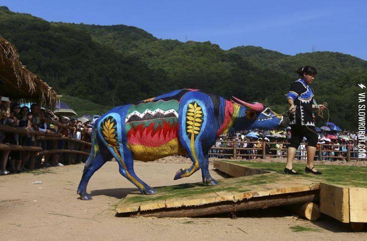 Buffalo+bodypainting+competition+in+China