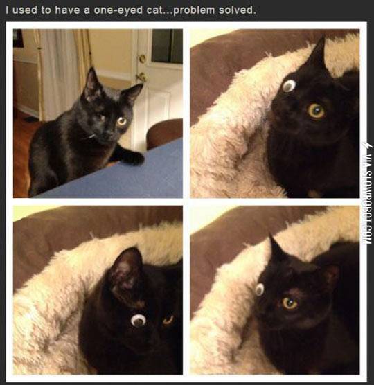 One-Eyed+Cat+Problem+Solved