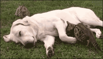 Cat+snuggles+with+a+dog