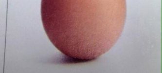 Egg