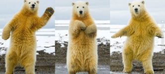 Polar+bear+dance