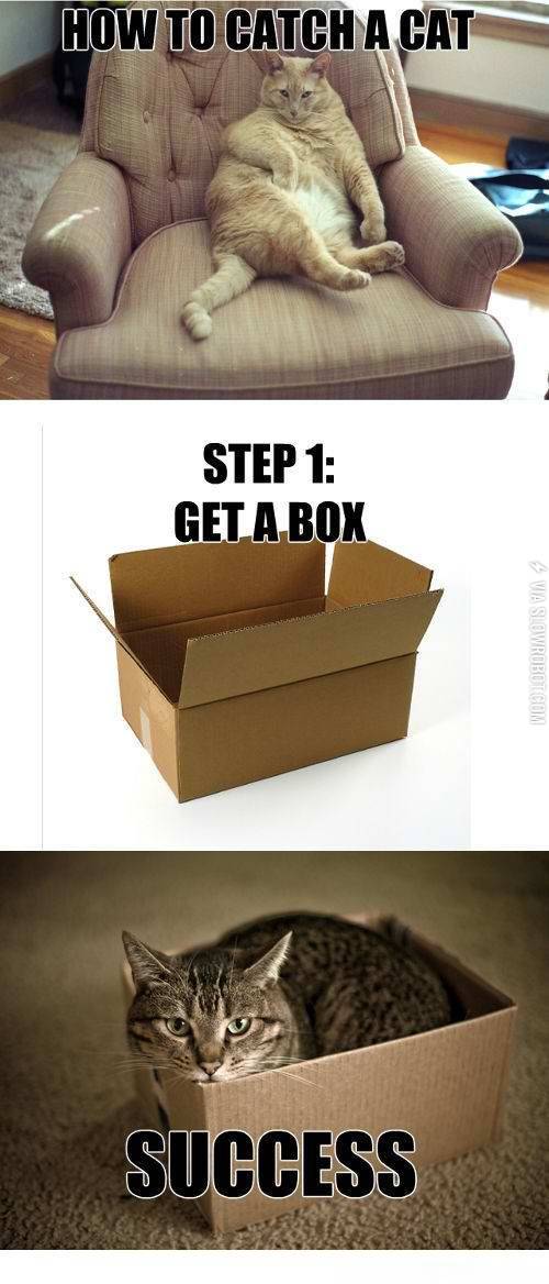 How+to+catch+a+cat.