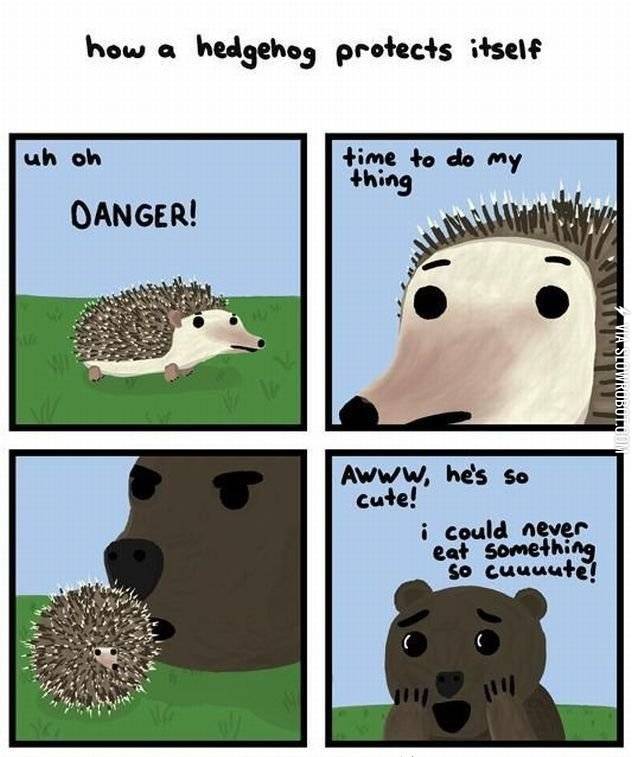 How+a+hedgehog+protects+itself.