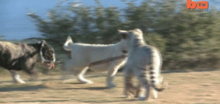 Baby+lion+walks+a+bulldog