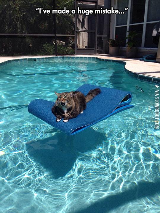 Cat%26%238217%3Bs+Sudden+Realization