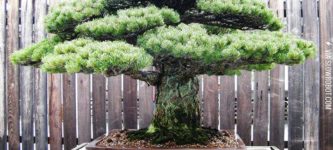 This+390+year-old+bonsai+tree+survived+Hiroshima