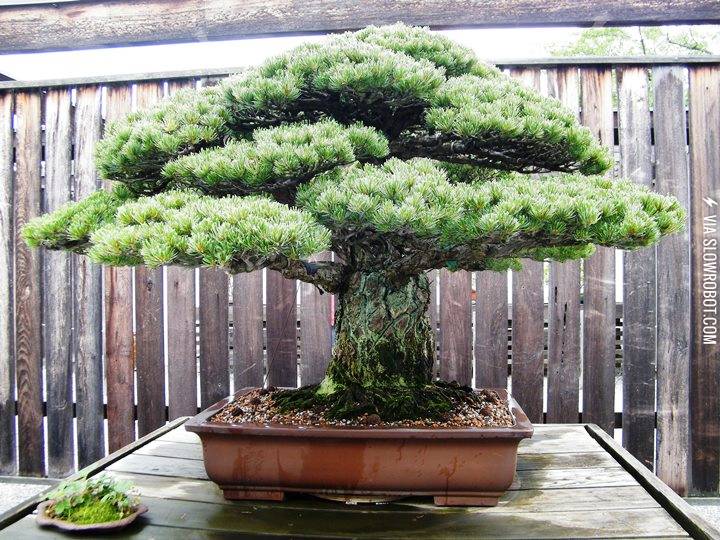 This+390+year-old+bonsai+tree+survived+Hiroshima