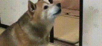 The+doggo+wants+his+food+NOW%21