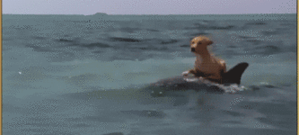Dolphin+Surfing+Dog