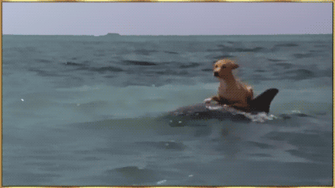 Dolphin+Surfing+Dog