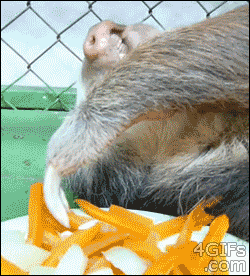 Sloth+eating+french+fries