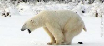 polar+bear