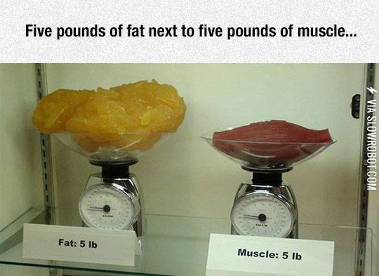 Fat+Vs.+Muscle+Tissue