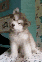 Not+Sure+If+Puppy+Or+Adorable+Tiny+Bear